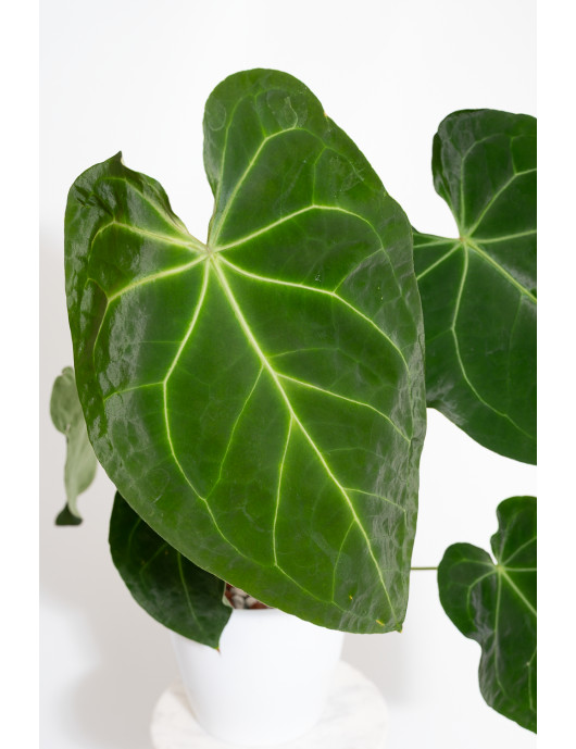 Anthurium magnificum x...