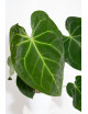 Anthurium magnificum x forgetii DF