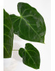 Anthurium magnificum x forgetii DF