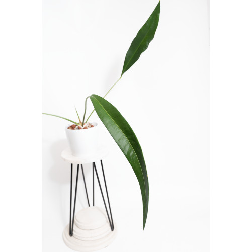 Anthurium pallidiflorum...