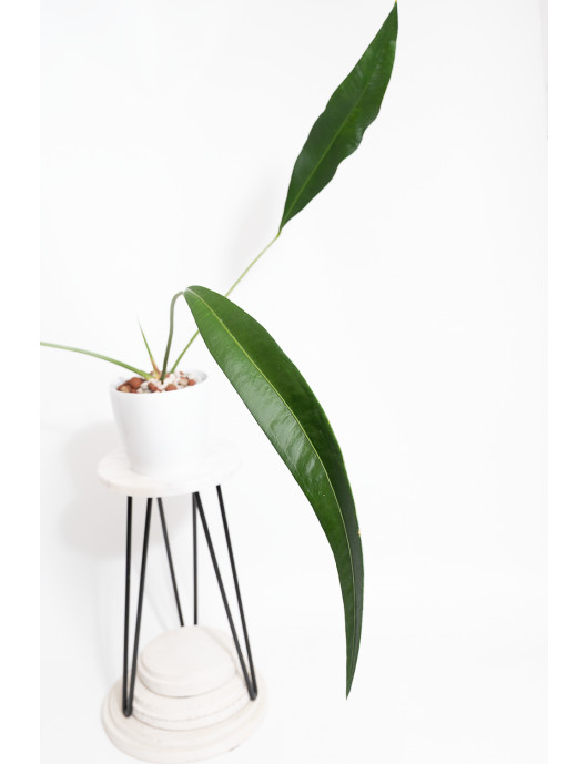 Anthurium pallidiflorum Guazhalan