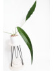 Anthurium pallidiflorum Guazhalan