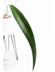 Anthurium pallidiflorum Guazhalan