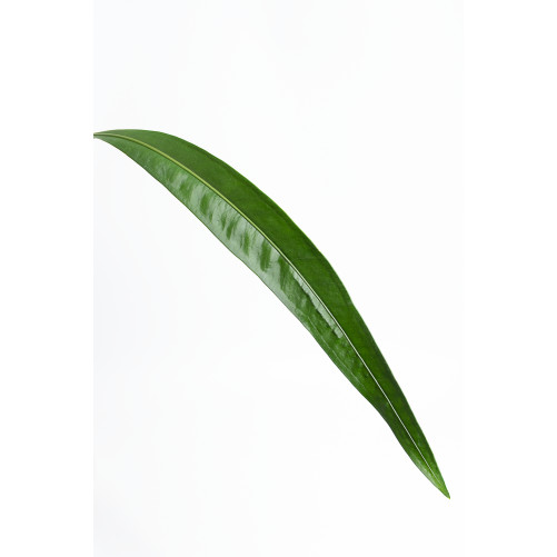 Anthurium pallidiflorum Guazhalan
