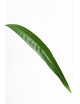 Anthurium pallidiflorum Guazhalan