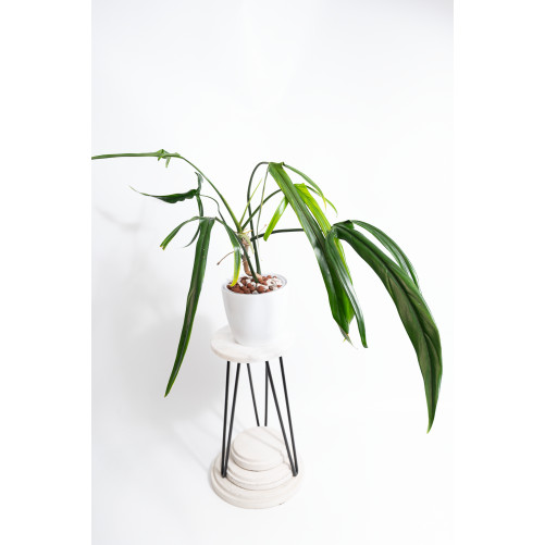 Philodendron paloraense