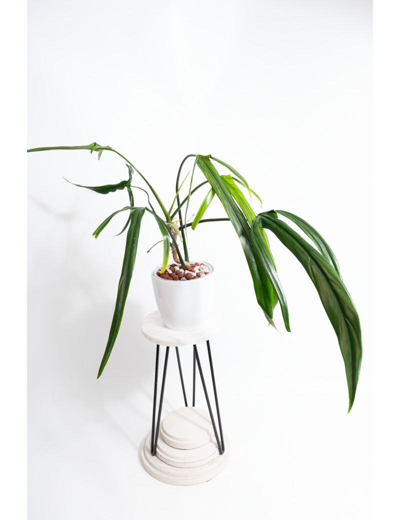 Philodendron paloraense