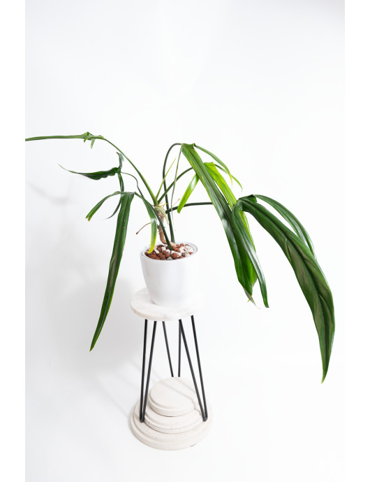 Philodendron paloraense