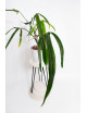 Philodendron paloraense
