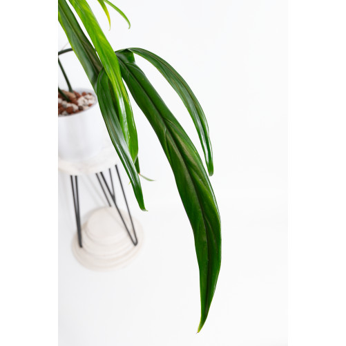 Philodendron paloraense