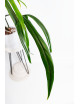 Philodendron paloraense
