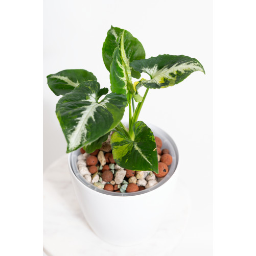 Syngonium scrambled eggs