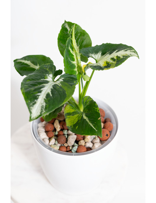 Syngonium scrambled eggs