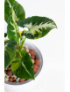 Syngonium scrambled eggs