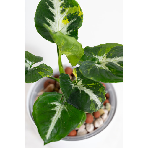 Syngonium scrambled eggs