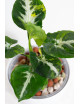 Syngonium scrambled eggs
