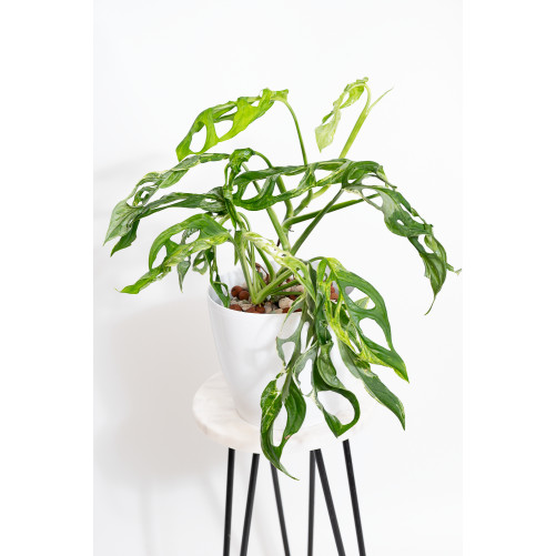 Monstera indonesian marble
