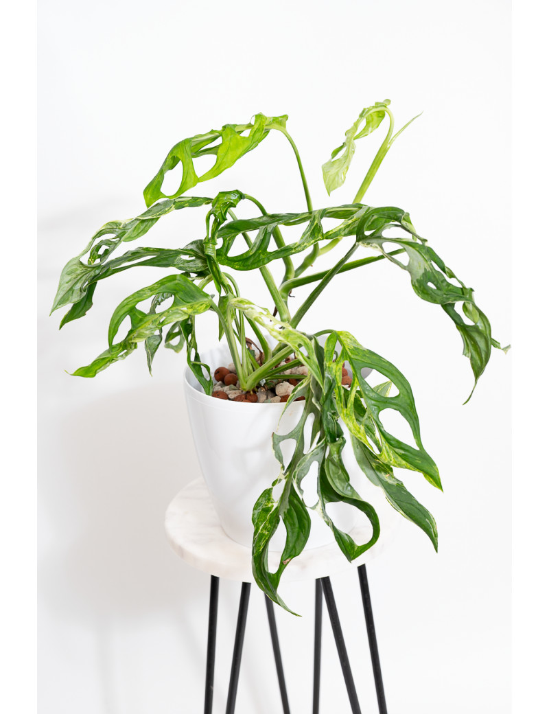 Monstera indonesian marble