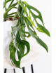 Monstera indonesian marble