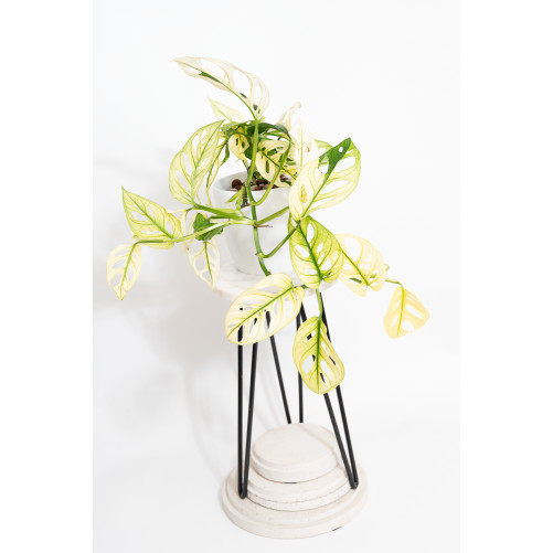 Monstera adansonii variegata