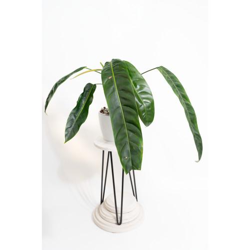 Philodendron patriciae