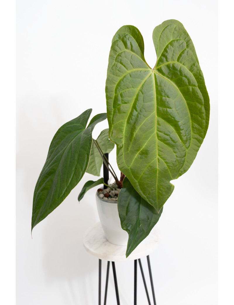 Anthurium crystallinum x nigrolaminum 'Gigi'