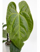 Anthurium crystallinum x nigrolaminum 'Gigi'
