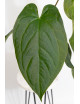Anthurium crystallinum x nigrolaminum 'Gigi'