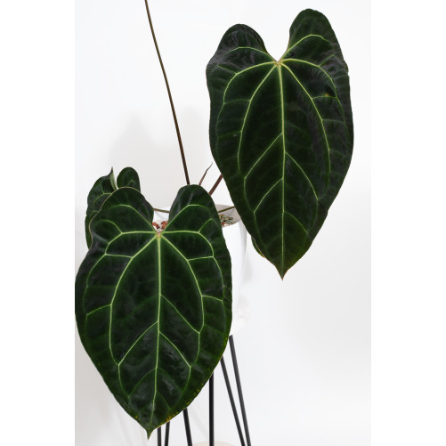 Anthurium crystallinum x...