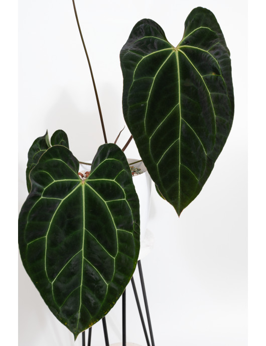 Anthurium crystallinum x besseae aff (Crystal Sky)