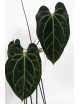 Anthurium crystallinum x besseae aff (Crystal Sky)