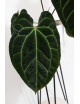 Anthurium crystallinum x besseae aff (Crystal Sky)