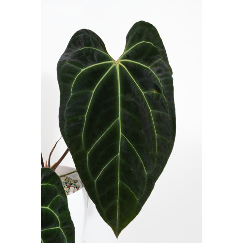 Anthurium crystallinum x besseae aff (Crystal Sky)