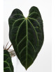 Anthurium crystallinum x besseae aff (Crystal Sky)