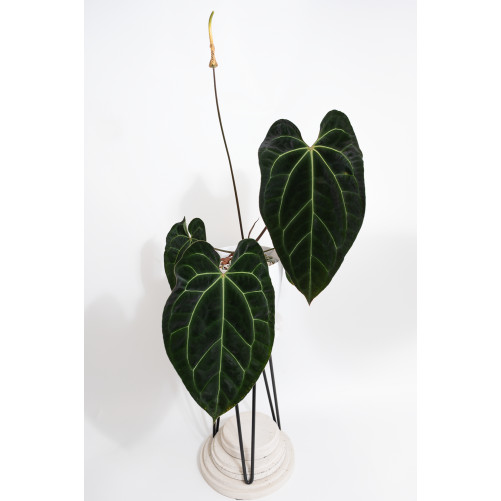 Anthurium crystallinum x besseae aff (Crystal Sky)