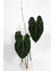 Anthurium crystallinum x besseae aff (Crystal Sky)