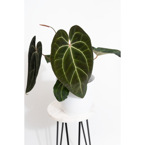 Anthurium (magnificum DF x...