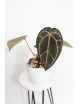 Anthurium (Zara x (Michelle x Zara)) x Michelle