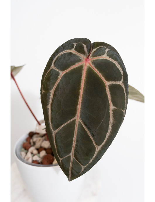 Anthurium (Zara x (Michelle...