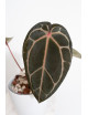 Anthurium (Zara x (Michelle x Zara)) x Michelle