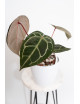Anthurium (Zara x (Michelle x Zara)) x Michelle