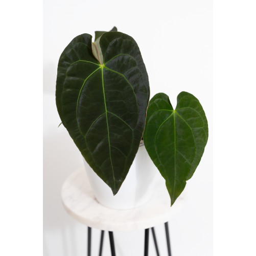 Anthurium magnificum DF x...