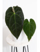 Anthurium magnificum DF x papillilaminum