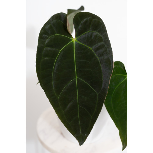 Anthurium magnificum DF x papillilaminum