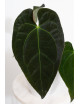 Anthurium magnificum DF x papillilaminum