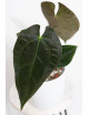 Anthurium magnificum DF x papillilaminum