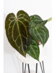 Anthurium Zara x (Michelle x Zara) x mag DF x forgetii