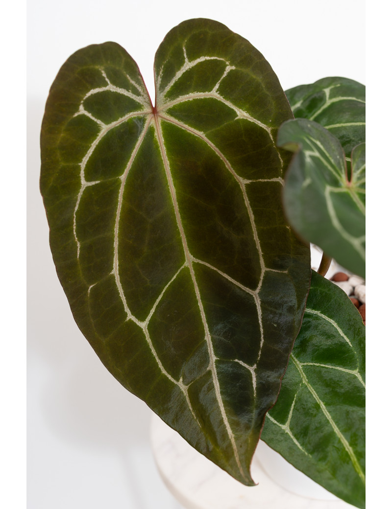 Anthurium Zara x (Michelle x Zara) x mag DF x forgetii