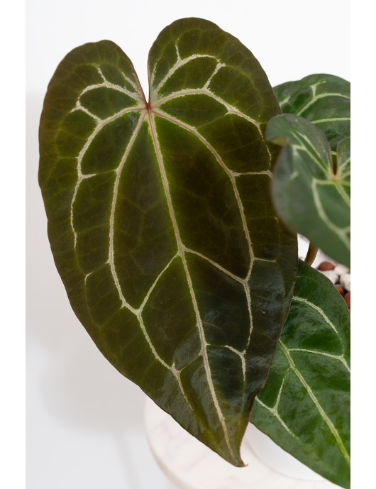 Anthurium Zara x (Michelle...