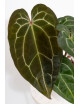 Anthurium Zara x (Michelle x Zara) x mag DF x forgetii